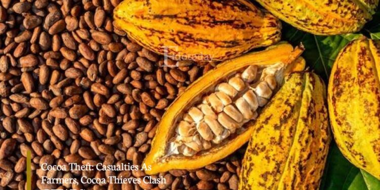 Cocoa Theft: Casualties As Farmers, Cocoa Thieves Clash (DETAILS)