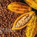 Cocoa Theft: Casualties As Farmers, Cocoa Thieves Clash (DETAILS)