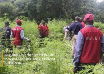 Suspected Drug Supplier For Bandits Arrested, Cannabis Farms Discovered In Edo State