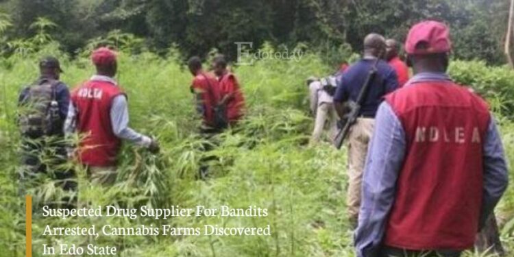 Suspected Drug Supplier For Bandits Arrested, Cannabis Farms Discovered In Edo State
